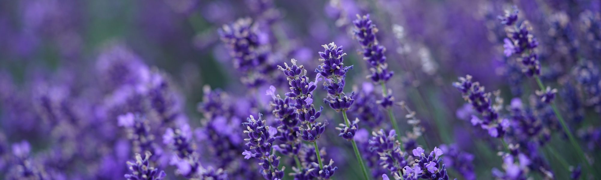 lavender-4765498_1920