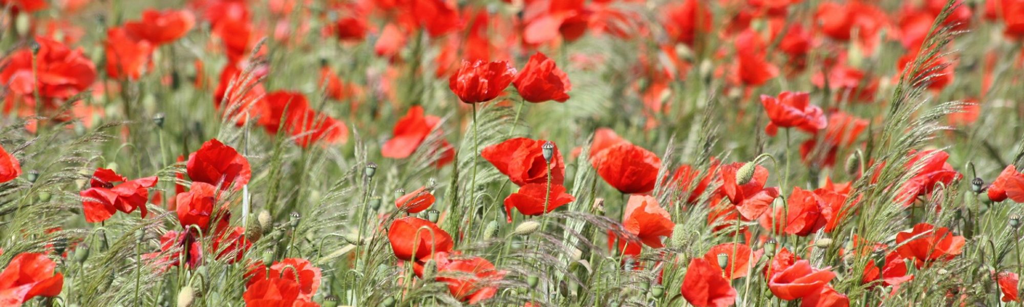 poppies-356323_1920